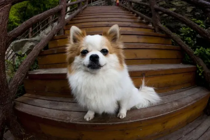 Framed Print : Pomeranian, Yuanyang, China Framed Print : Pomeranian, Yuanyang, China