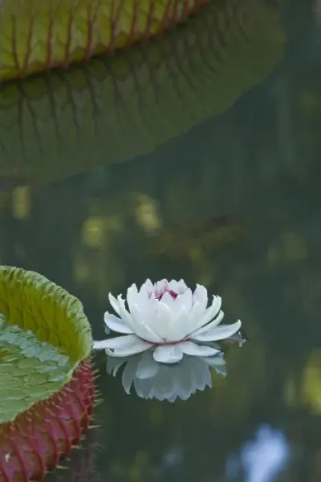 Framed Print : Pond with giant Victoria amazonica water lillies, Sir Seewoosagur Ramgoolam Boatanical Gardens