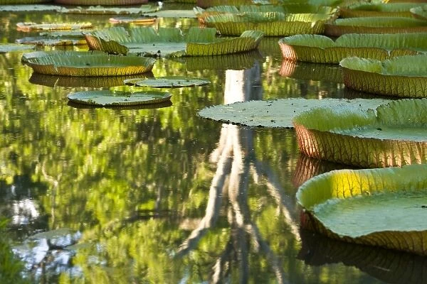 Pond with giant Victoria amazonica water lillies, Sir Seewoosagur Ramgoolam Boatanical Gardens