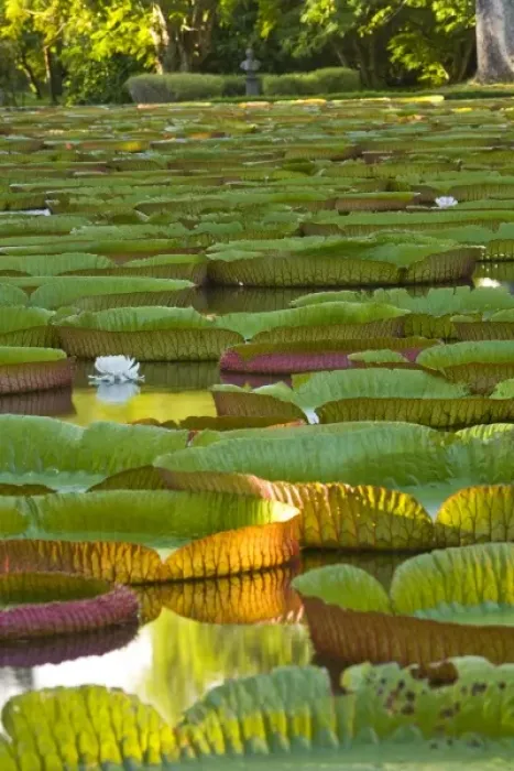 Framed Print : Pond with giant Victoria amazonica water lillies, Sir Seewoosagur Ramgoolam Boatanical Gardens