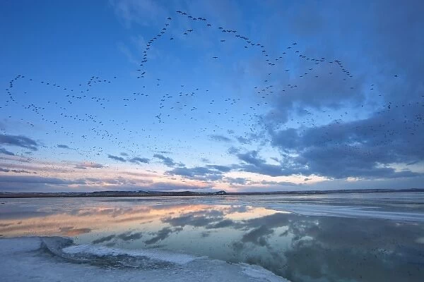 Pond reflection as snow geese fly in formation above during the spring migration