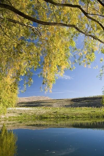 Pond and Willow Tree in Autumn, Domain Road Vineyard, Bannockburn, Central Otago