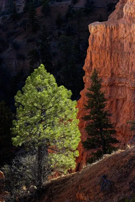 Framed Print : Ponderosa pine and hoodoos Bryce Canyon National Park, Utah