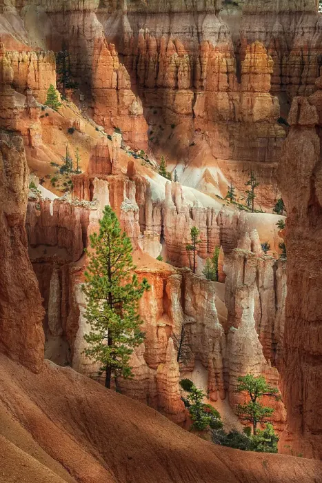 Framed Print : Ponderosa pine and hoodoos Bryce Canyon National Park, Utah Framed Print : Ponderosa pine and hoodoos Bryce Canyon National Park, Utah