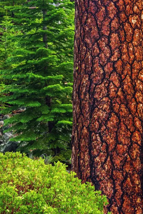 Framed Print : Ponderosa pine, Lassen Volcanic National Park, California, USA