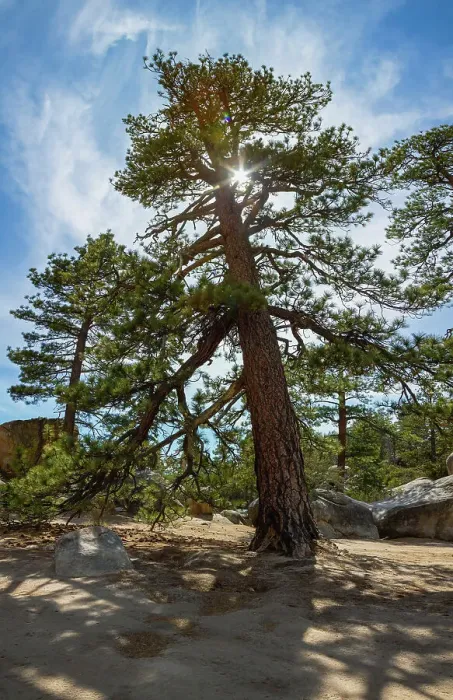 Framed Print : Ponderosa Pine, San Bernardino National Forest, California
