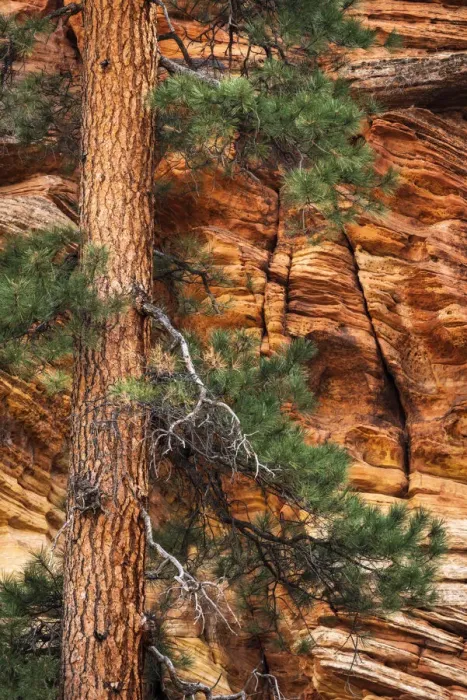 Framed Print : Ponderosa pine and sandstone wall, Zion National Park, Utah, USA
