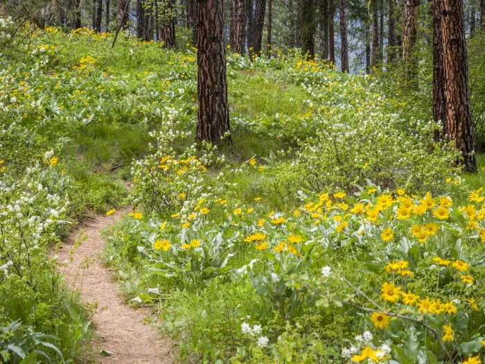 Framed Print : Ponderosa Pine trees and arrowleaf balsamroot in the forest near Leavenworth