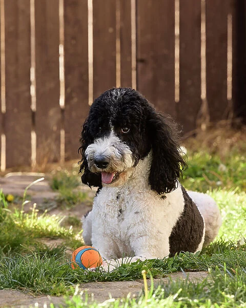 Poodle playing ball in backyard