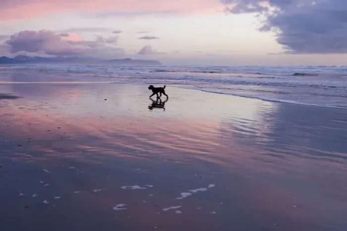 Framed Print : Poodle playing on beach during sunrise, Astoria, Oregon