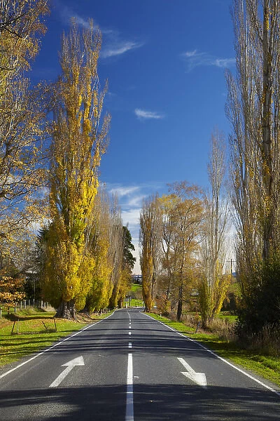 Poplar trees in autumn at entrance to Lawrence, Central Otago, South Island, New Zealand