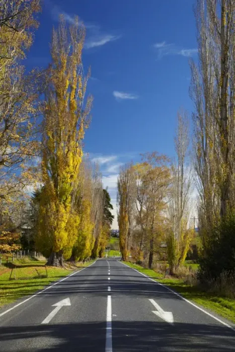 Framed Print : Poplar trees in autumn at entrance to Lawrence, Central Otago, South Island, New Zealand