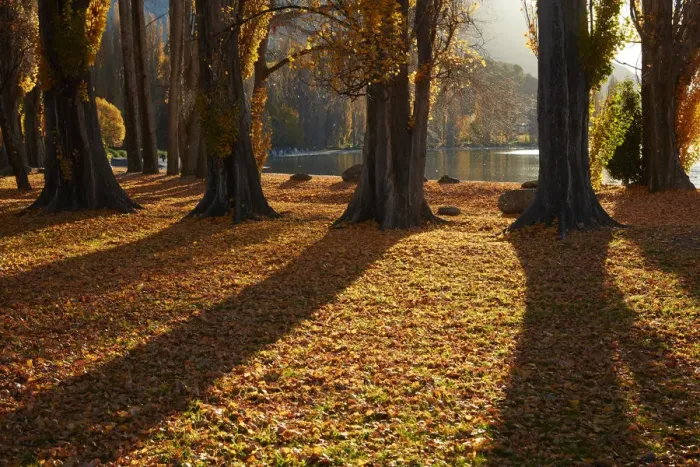 Framed Print : Poplar Trees in Autumn, Lake Wanaka, Otago, South Island, New Zealand