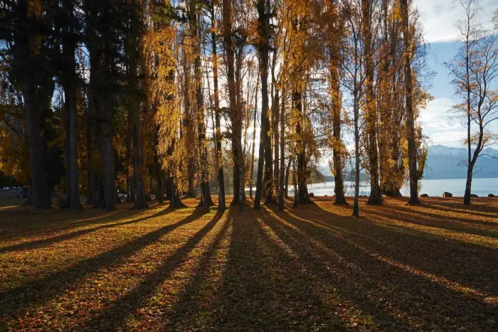 Framed Print : Poplar Trees in Autumn, Lake Wanaka, Otago, South Island, New Zealand Framed Print : Poplar Trees in Autumn, Lake Wanaka, Otago, South Island, New Zealand