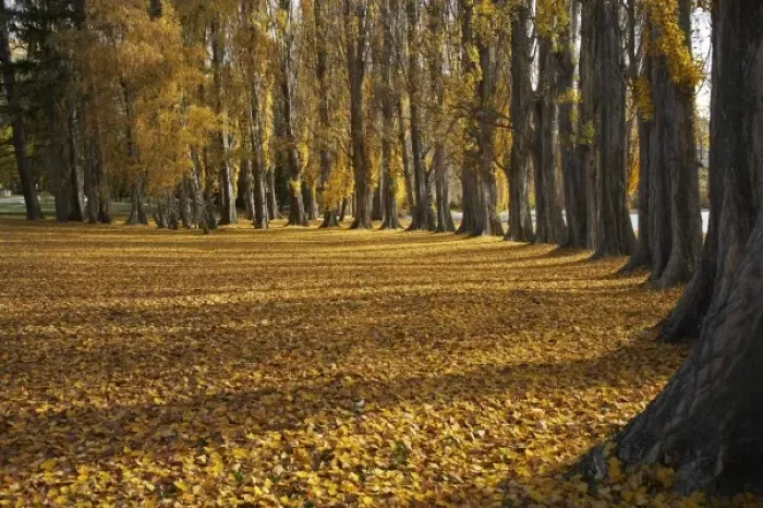 Framed Print : Poplar Trees in Autumn, Lake Wanaka, Otago, South Island, New Zealand Framed Print : Poplar Trees in Autumn, Lake Wanaka, Otago, South Island, New Zealand