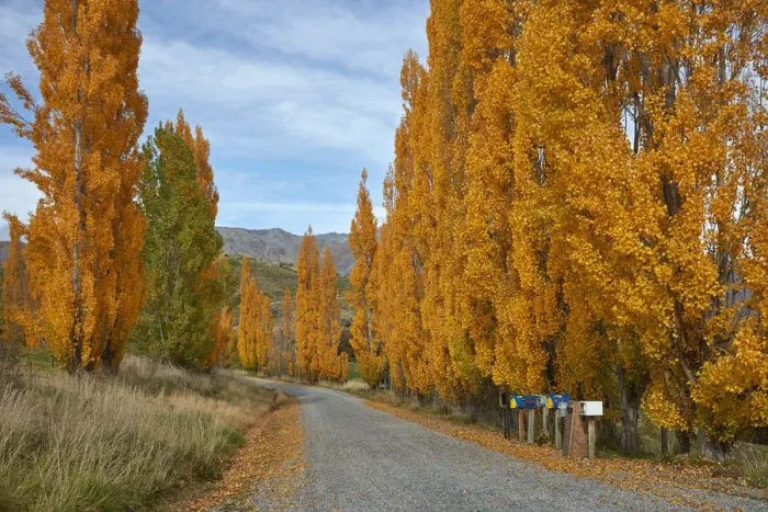 Framed Print : Poplar trees in autumn and letterboxes, Crown Terrace, near Arrowtown, near Queenstown Framed Print : Poplar trees in autumn and letterboxes, Crown Terrace, near Arrowtown, near Queenstown