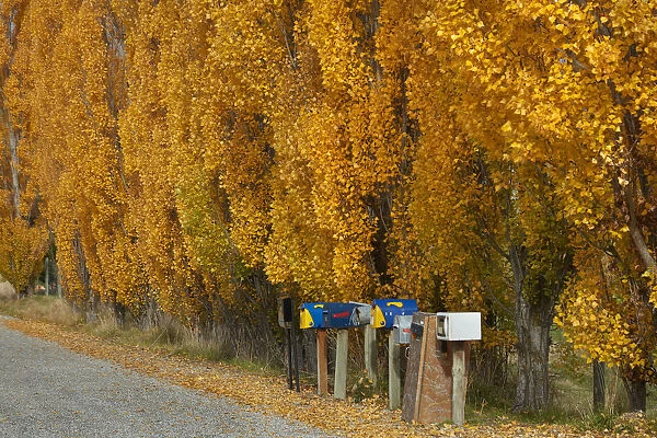 Poplar trees in autumn and letterboxes, Crown Terrace, near Arrowtown, near Queenstown