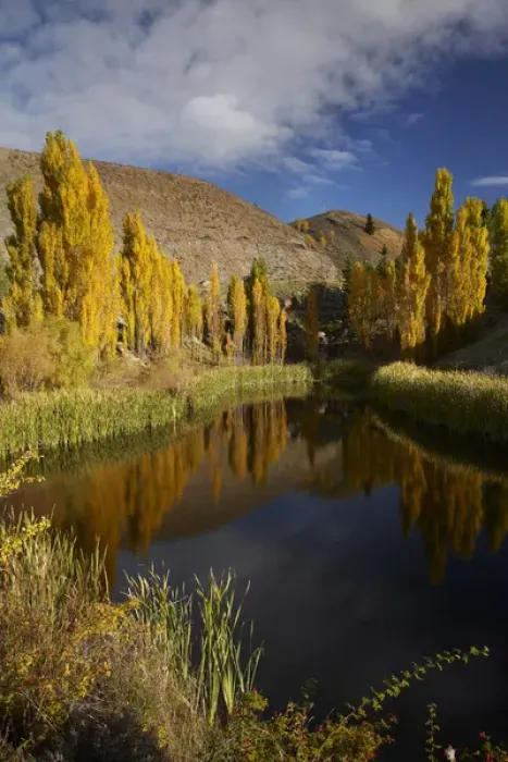 Framed Print : Poplar trees in autumn reflected in pond, Bannockburn, near Cromwell, Central Otago Framed Print : Poplar trees in autumn reflected in pond, Bannockburn, near Cromwell, Central Otago