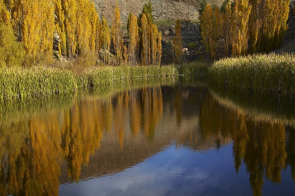 Poplar trees in autumn reflected in pond, Bannockburn, near Cromwell, Central Otago