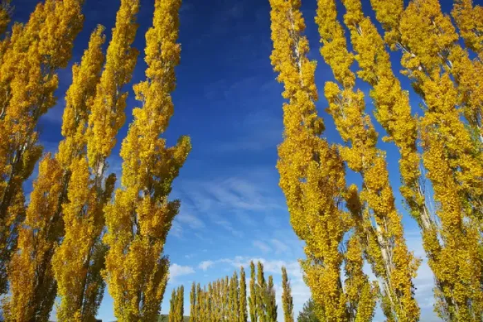 Framed Print : Poplar trees and farmland in autumn, near Lovells Flat, South Otago, South Island