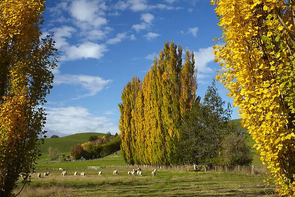 Poplar trees and farmland in autumn, near Lovells Flat, South Otago, South Island