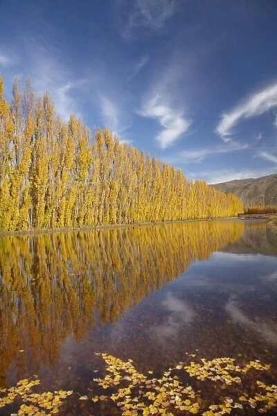 Poplar trees and irrigation dam on orchard at Ripponvale, near Cromwell, Central Otago