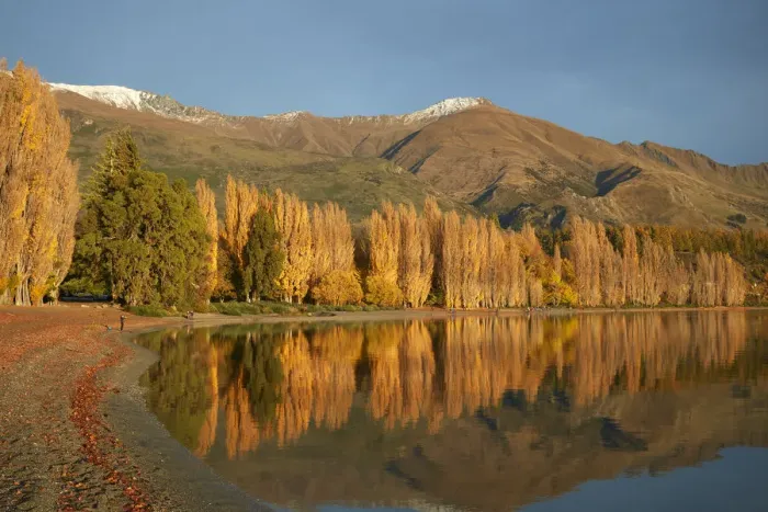 Framed Print : Poplar Trees and Lake Wanaka, Otago, South Island, New Zealand