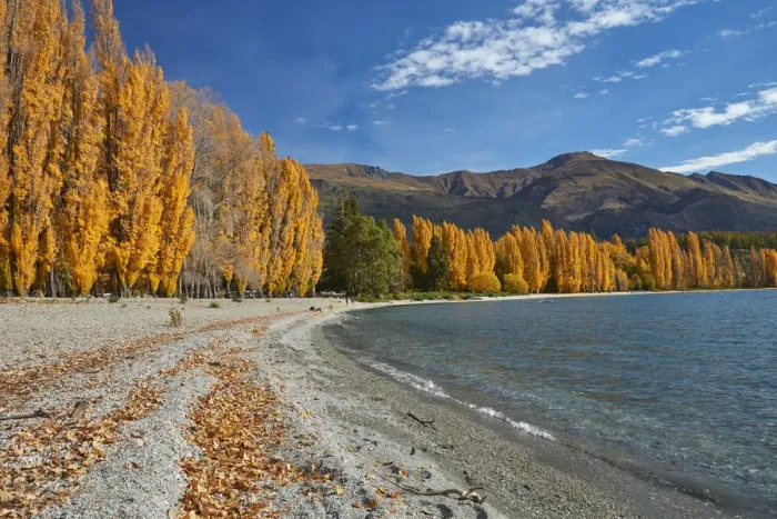 Framed Print : Poplar Trees, Lake Wanaka, Otago, South Island, New Zealand