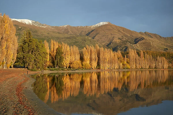 Poplar Trees and Lake Wanaka, Otago, South Island, New Zealand