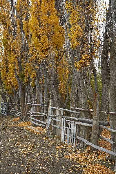 Poplar trees and stock yard by La Leona River, Patagonia, Argentina