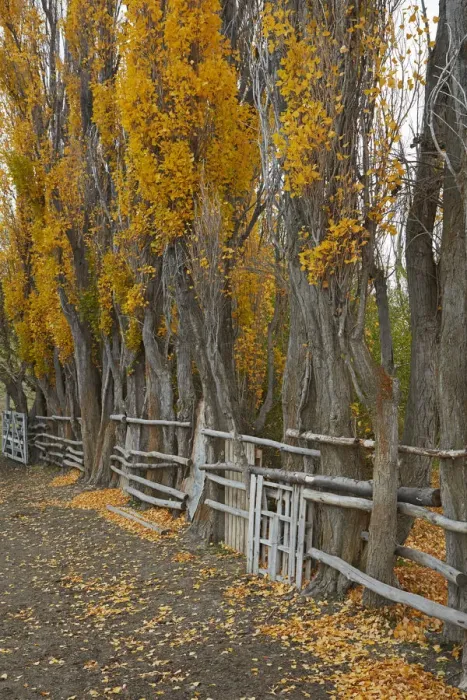 Framed Print : Poplar trees and stock yard by La Leona River, Patagonia, Argentina Framed Print : Poplar trees and stock yard by La Leona River, Patagonia, Argentina