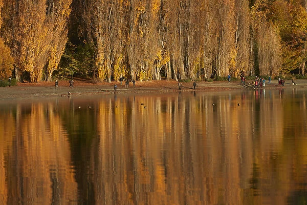 Poplar Trees and tourists photographing That Wanaka Tree, Lake Wanaka, Otago