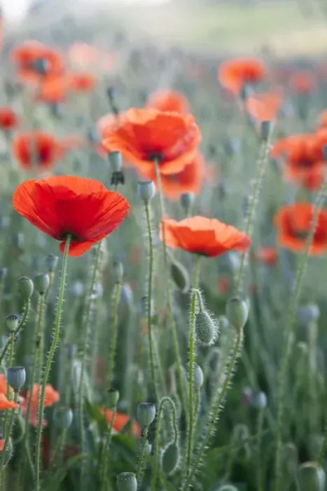 Framed Print : Poppies in bloom