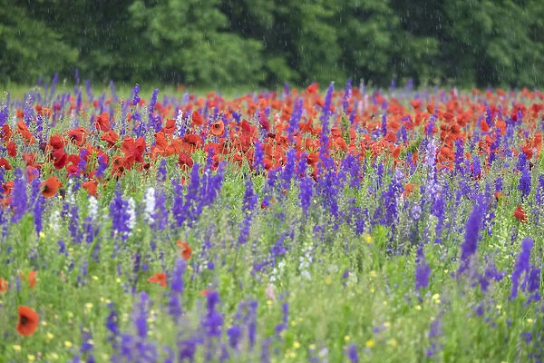 Poppies on field, Mount Olive, North Carolina, USA