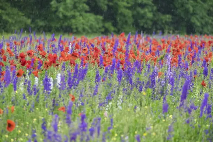 Framed Print : Poppies on field, Mount Olive, North Carolina, USA