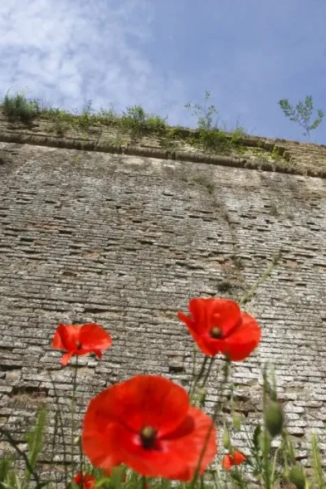Framed Print : Poppies and fortress wall