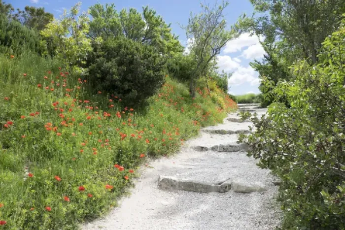 Framed Print : poppies on the grounds of Les Baux castle ruins. Les Baux, in and around the old Chateau Framed Print : poppies on the grounds of Les Baux castle ruins. Les Baux, in and around the old Chateau