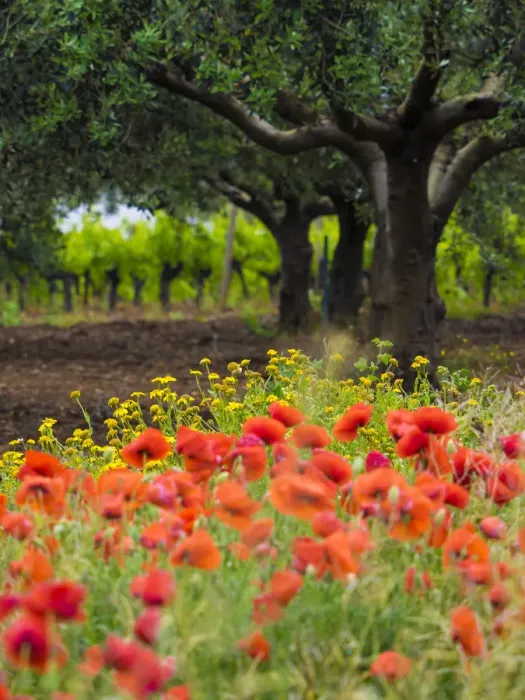 Framed Print : Poppies, olive groves and vineyards in spring