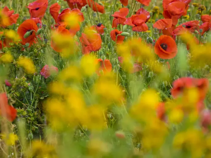 Framed Print : Poppies, olive groves and vineyards in spring