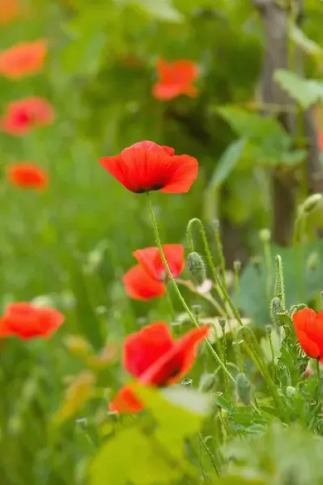 Framed Print : poppy field, krk, croatia, eastern europe. balkan, europe
