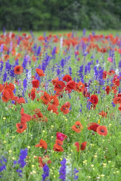Poppy field, Mount Olive, North Carolina, USA
