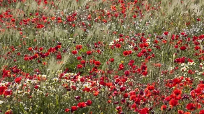 Framed Print : Poppy field in southern Morocco Framed Print : Poppy field in southern Morocco