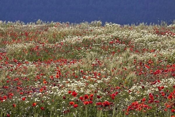 Poppy field in southern Morocco