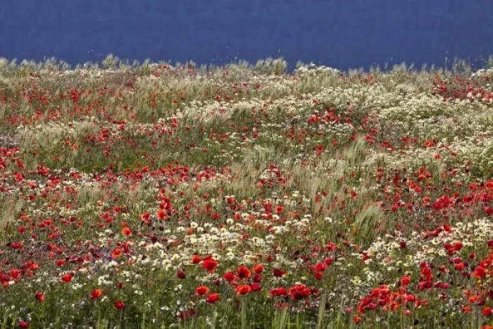 Framed Print : Poppy field in southern Morocco Framed Print : Poppy field in southern Morocco