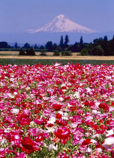 Poppy Field, Willamette, Mt. Hood, Oregon Valley