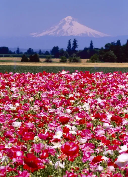 Framed Print : Poppy Field, Willamette, Mt. Hood, Oregon Valley Framed Print : Poppy Field, Willamette, Mt. Hood, Oregon Valley