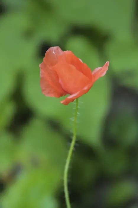 Framed Print : Poppy flower Framed Print : Poppy flower