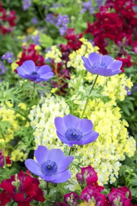 Framed Print : Poppy-Flowered Anemone, USA Framed Print : Poppy-Flowered Anemone, USA