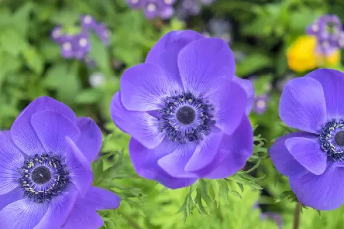 Framed Print : Poppy-Flowered Anemone, USA