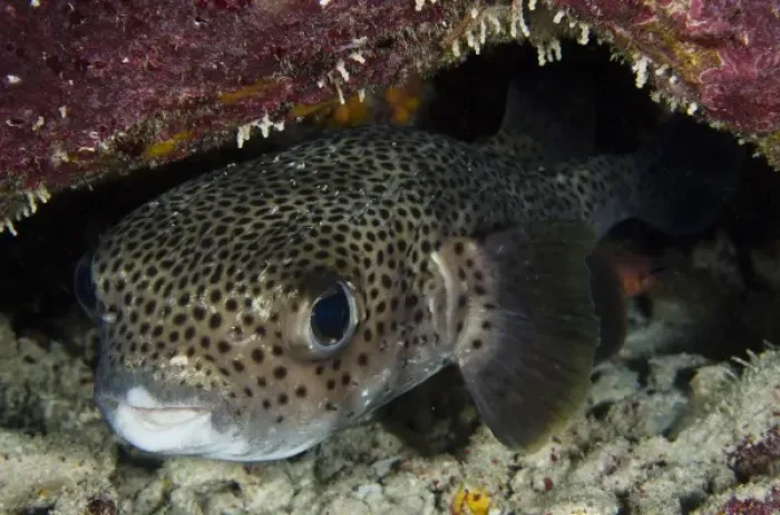 Framed Print : Porcupine Fish (Diodon hystrix), Bonaire, Netherlands Antilles, Caribbean